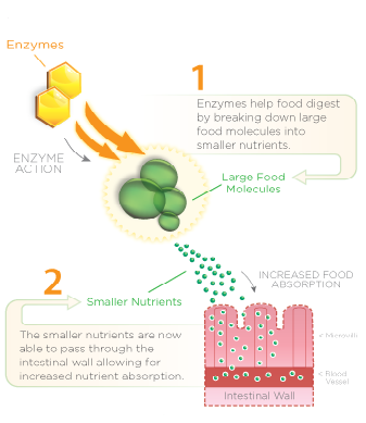 Alpha-Amylase with papain mechanism